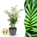 Kamerplant - Chamaedorea elegans - Goudpalm - Huisdiervriendelijke Plant - Groen - 2 Planten - met Potter Grijs - Pot 12cm - Hoogte 15cm