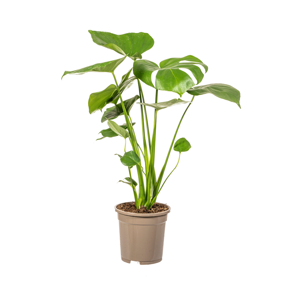 Monstera Deliciosa Tauerii Ø17cm - ↕50 - 70cm