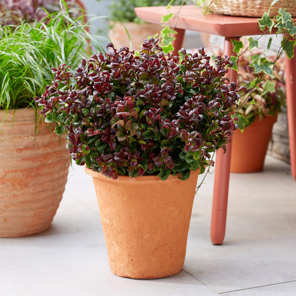 Tuinplant - Leucothoe Curly Red - Rood - 1 Plant -  Groenblijvend - Weinig Onderhoud - Pot 17cm Hoogte 40cm