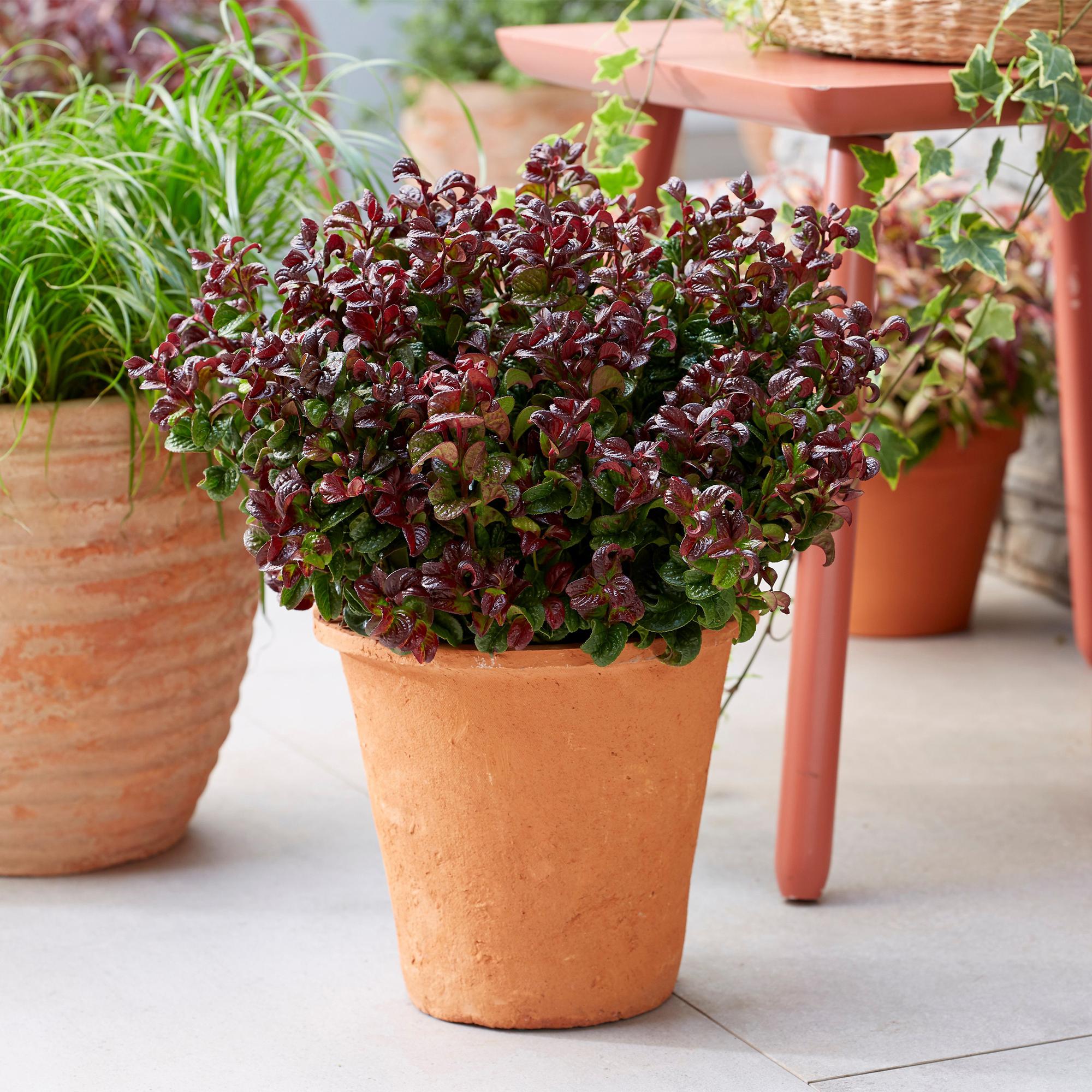 Tuinplant - Leucothoe Curly Red - Rood - 1 Plant -  Groenblijvend - Weinig Onderhoud - Pot 17cm Hoogte 40cm