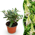 Tuinplant - Buddleja davidii Butterfly Candy Little White - Vlinderstruik - Compact - Wit - 1 Plant - Pot 12cm - Hoogte 20-25cm