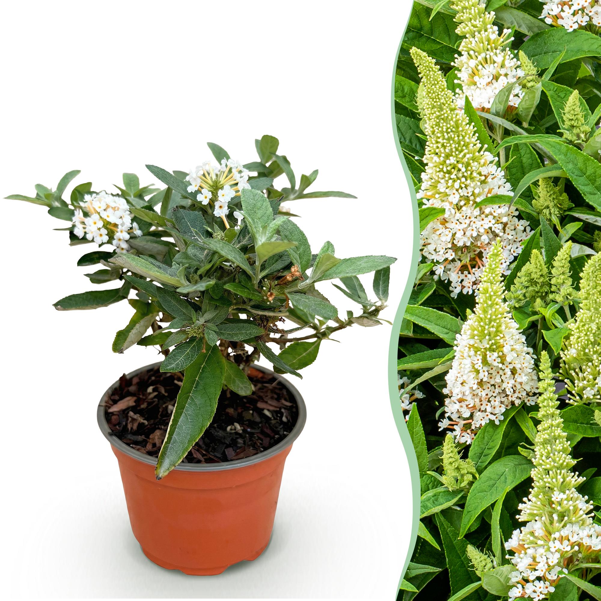 Tuinplant - Buddleja davidii Butterfly Candy Little White - Vlinderstruik - Compact - Wit - 1 Plant - Pot 12cm - Hoogte 20-25cm