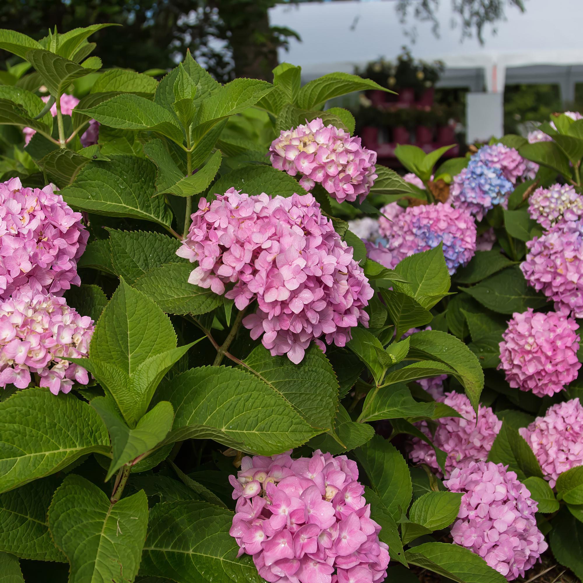 Tuinplant - Hydrangea Endles Summer The Original Pink - Hortensia - Winterhard - Roze - 8 Planten - Pot 14cm -Hoogte 20-25cm