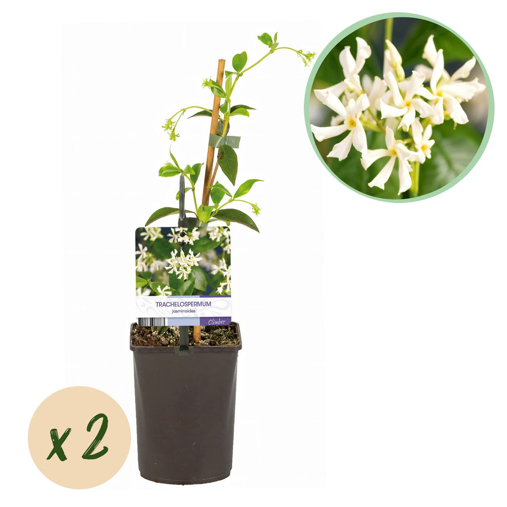 Toscaanse jasmijn - Trachelospermum jasminoides - Bloem Wit - Groenblijvend  - 2 planten - Pot 11cm Hoogte 40cm