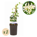 Toscaanse jasmijn - Trachelospermum jasminoides - Bloem Wit - Groenblijvend  - 2 planten - Pot 11cm Hoogte 40cm