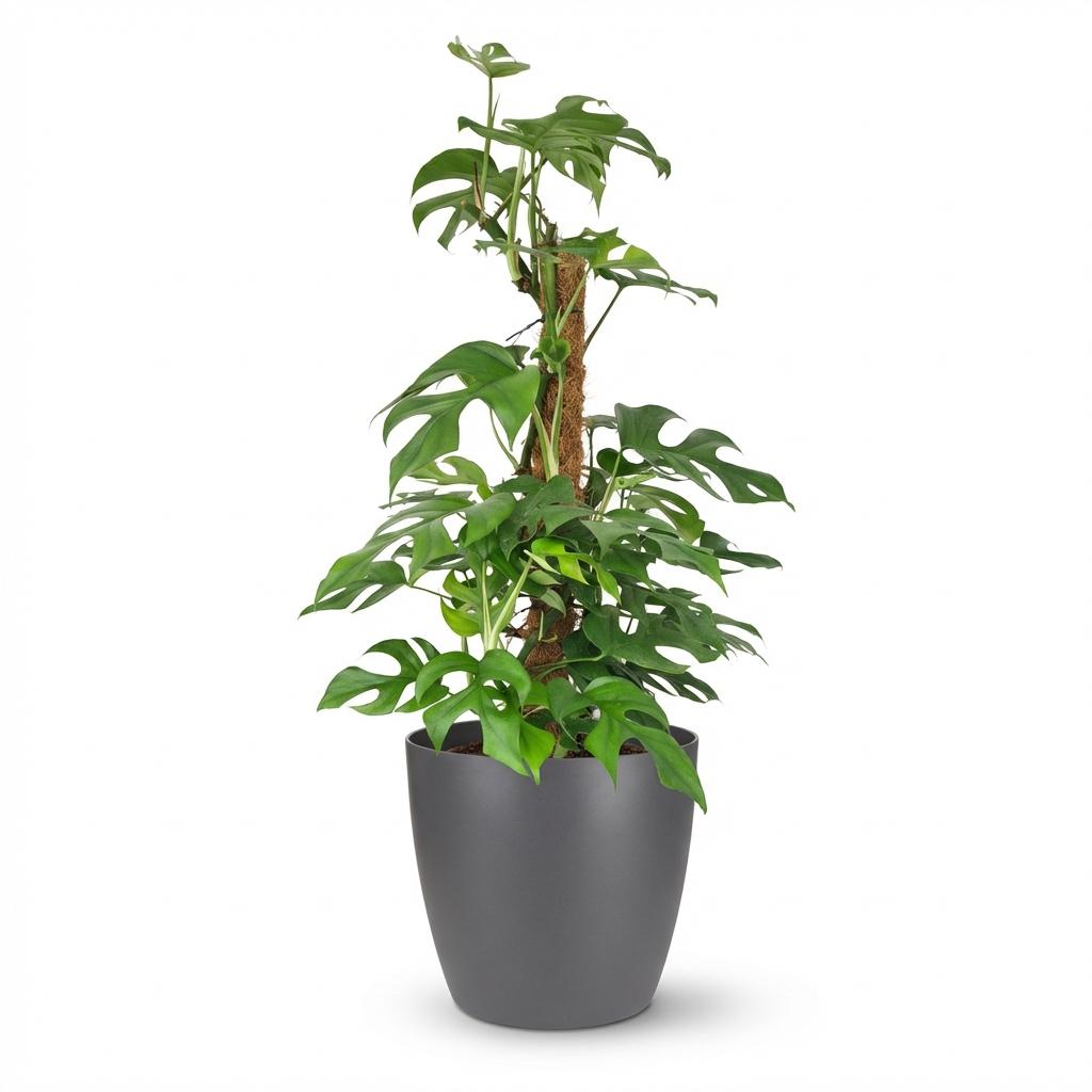 Kamerplant - Mini Gatenplant - Monstera Minima Mosstok - Groen - Weinig onderhoud - 1 Plant - met Potter Grijs - Pot 19cm - Hoogte 90cm
