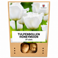 Tulpenbollen Honeymoon – 20 Stuks | KH Bloembollen® | Witte Kartelrand Tulp – Elegant & Uniek – Cadeau voor Tuin of Pot – Maat 11/12 – Vers van de Teler!