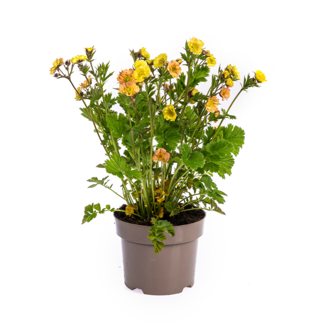 Geum Rivale Yellow Ø19cm - ↕50 - 70cm