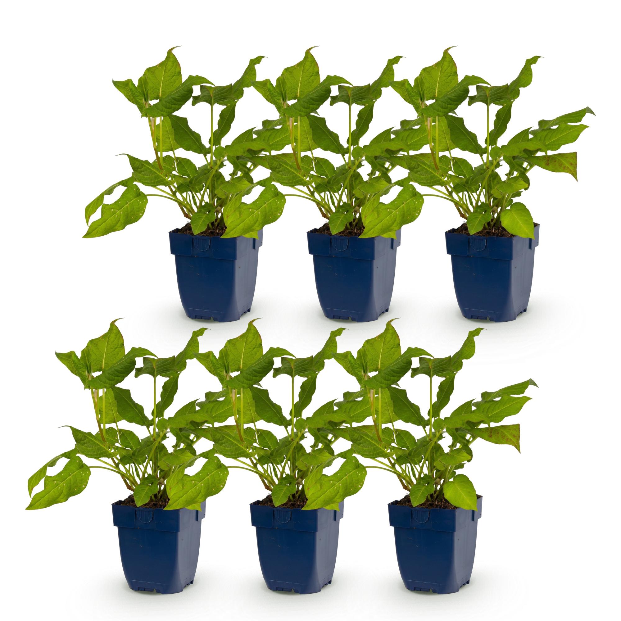 Vasteplant - Persicaria amplexicaulis - Duizendknoop - Bijen en Vlinderlokkers - Rood - 6 Planten - Pot 11cm - Hoogte 15-25cm