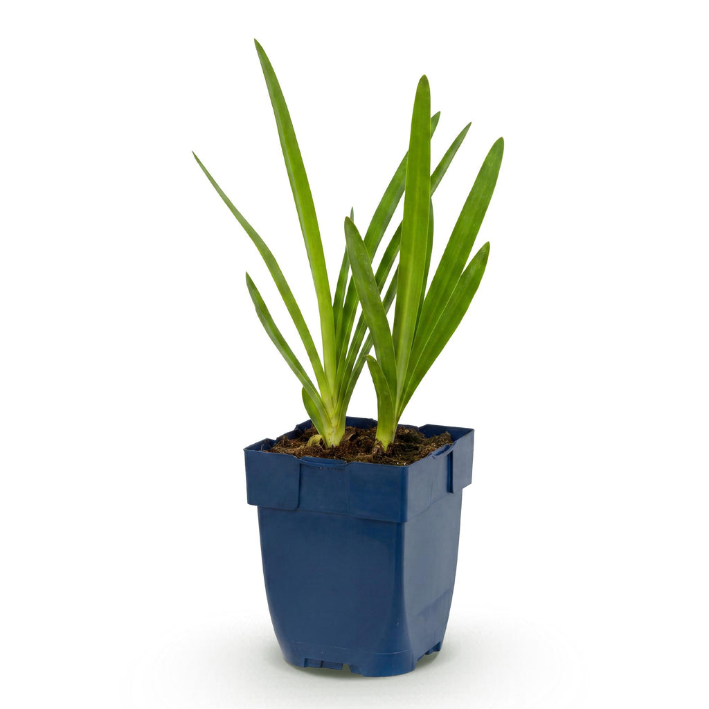 Vasteplant - Agapanthus africanus - Afrikaanse Lelie - Bijen en Vlinderlokkers - Blauw - 1 Plant - Pot 11cm - Hoogte 15-25cm