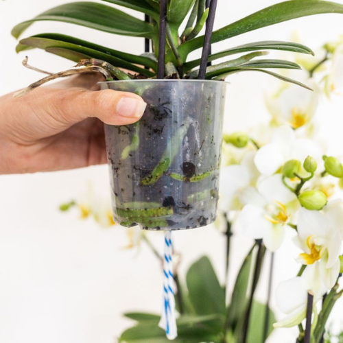 Kolibri Orchids | Witte Lausanne orchidee + rode Diabolo sierpot | incl. watergeeflont | potmaat Ø9cm | bloeiende kamerplant – vers van de kweker