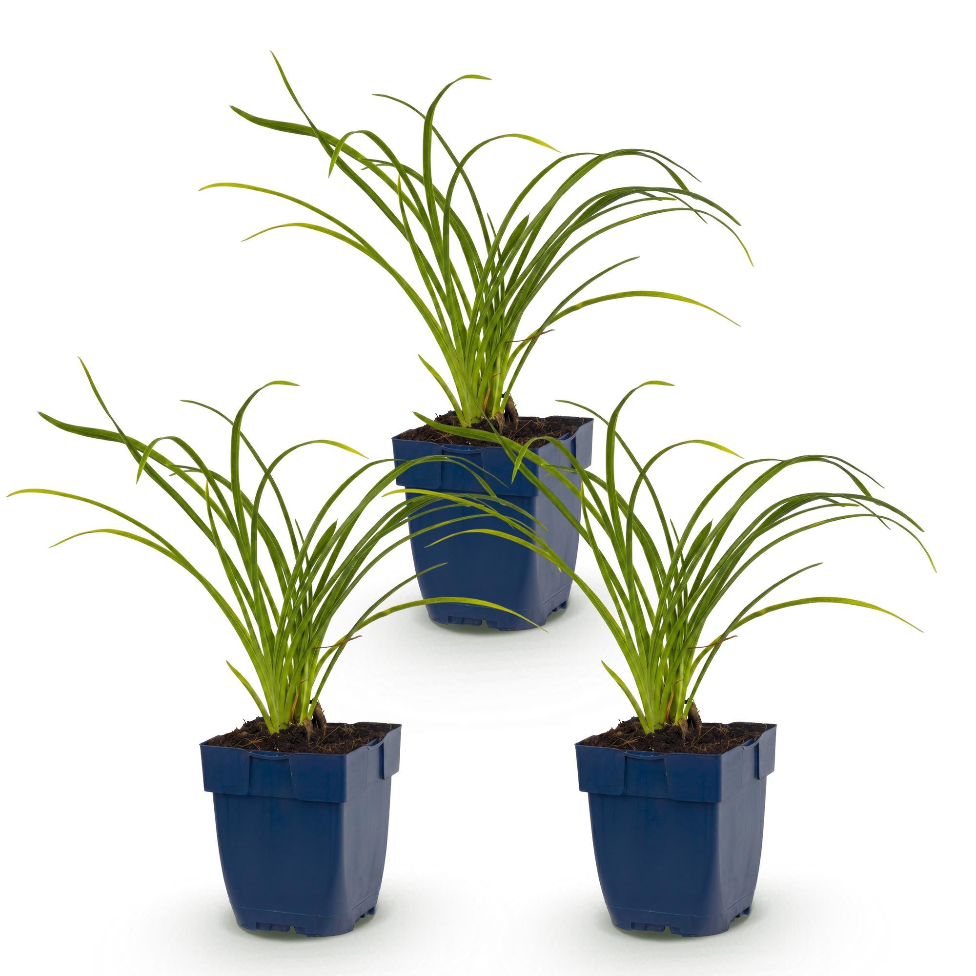 Vasteplant - Hemerocallis Stella d'Oro - Daglelie - Bijen en Vlinderlokkers - Geel - 3 Planten - Pot 11cm - Hoogte 15-25cm