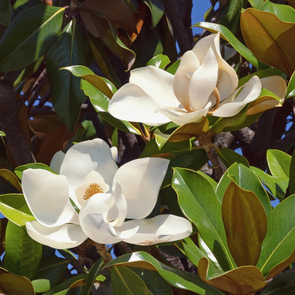 Tuinplant - Magnolia grandiflora - Bloem Wit - 1 Plant - Bladhoudend - Weinig Onderhoud - Pot 12cm Hoogte 30cm