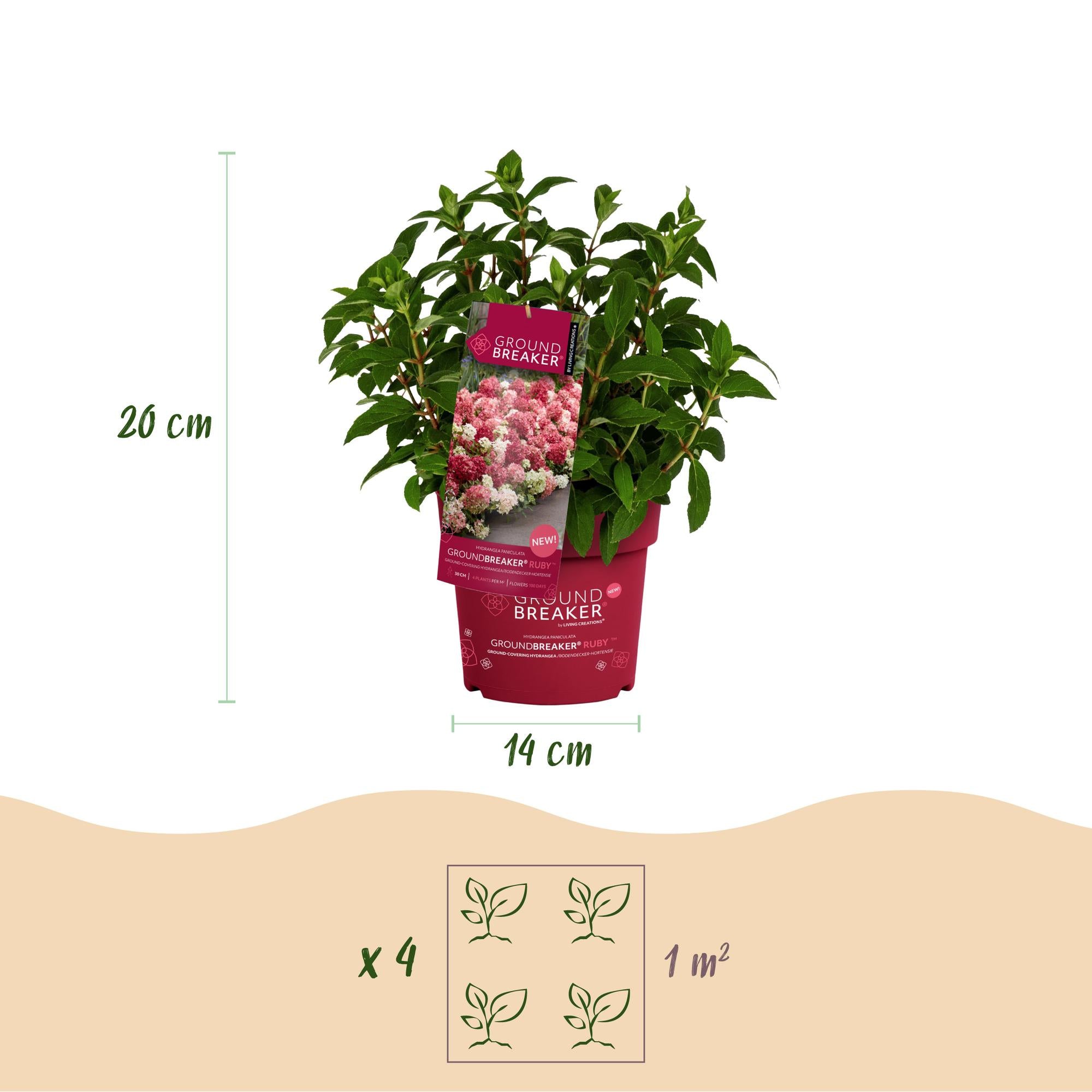 Tuinplant - Hydrangea panniculata Groundbreaker Ruby - Pluimhortensia - Winterhard - Rood - 1 Plant - Pot 14cm - Hoogte 20-25cm