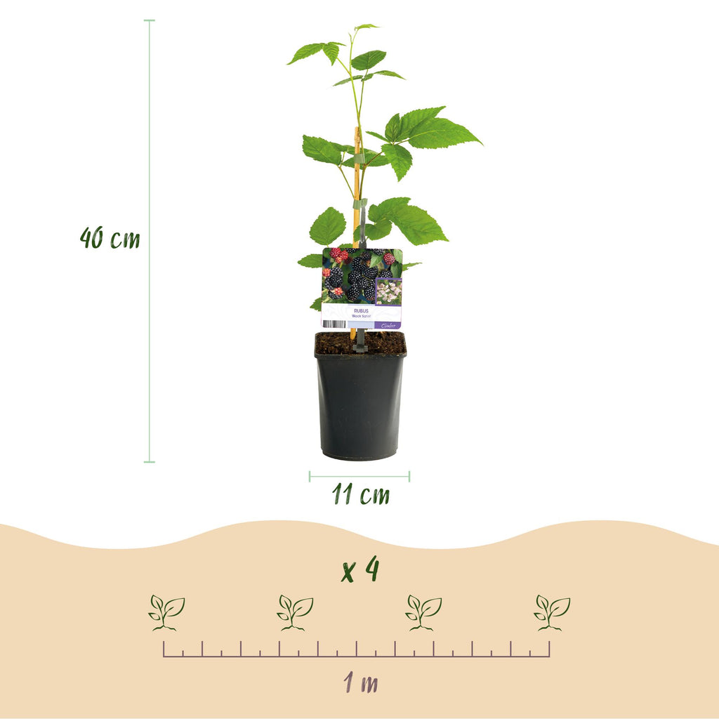 Fruitplant - Braam - Rubus Black Satin - Zwarte Braam - Doornloos - 2 planten -  Pot 11cm Hoogte 40cm