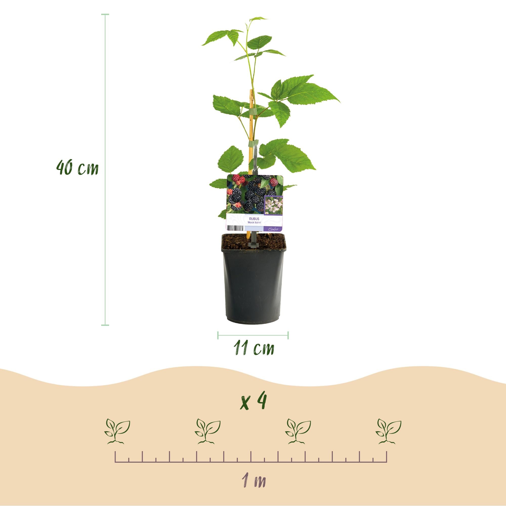 Fruitplant - Braam - Rubus Black Satin - Zwarte Braam - Doornloos - 2 planten -  Pot 11cm Hoogte 40cm