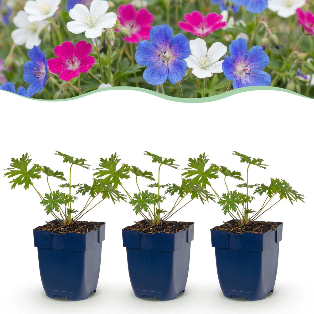 Vasteplant - Geranium Tricolour - Ooievaarsbek - Bodembedekkend - Paars - Roze - Wit - 6 Planten - Pot 11cm - Hoogte 15-25cm