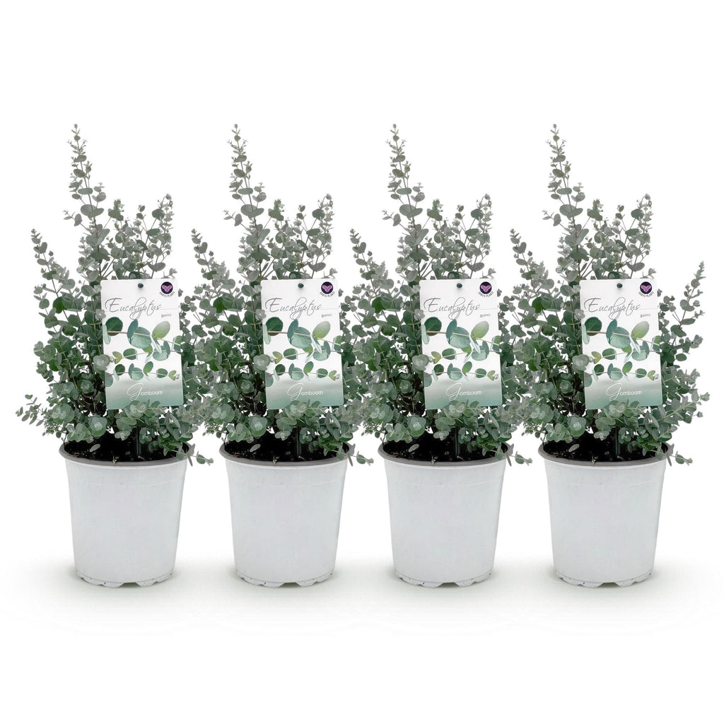 Terrasplant - Eucalyptus boom - Eucalyptus gunni  - Grijs - 4 Planten - Winterhard - Pot 17cm Hoogte 40cm