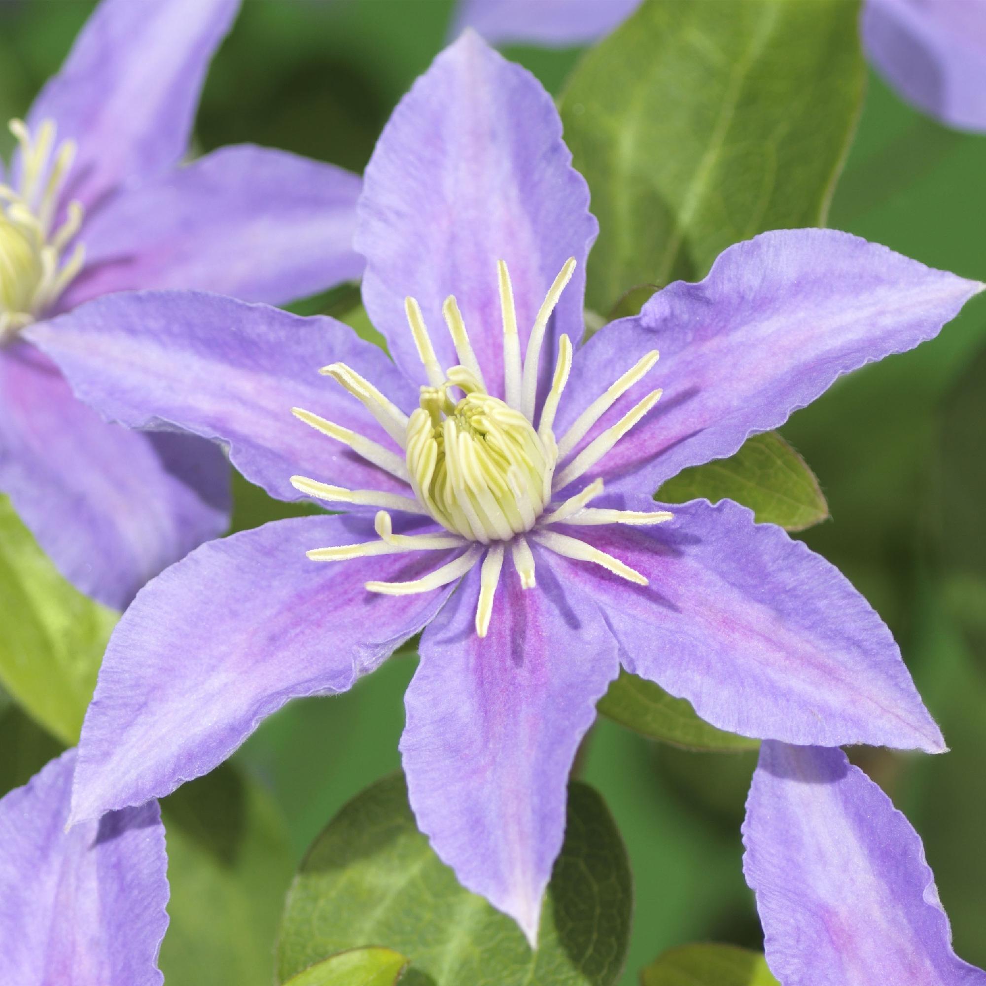 Klimplant - Clematis Justa - Bloem Licht Blauw - Weinig onderhoud -2 planten -  Pot 11cm Hoogte 40cm