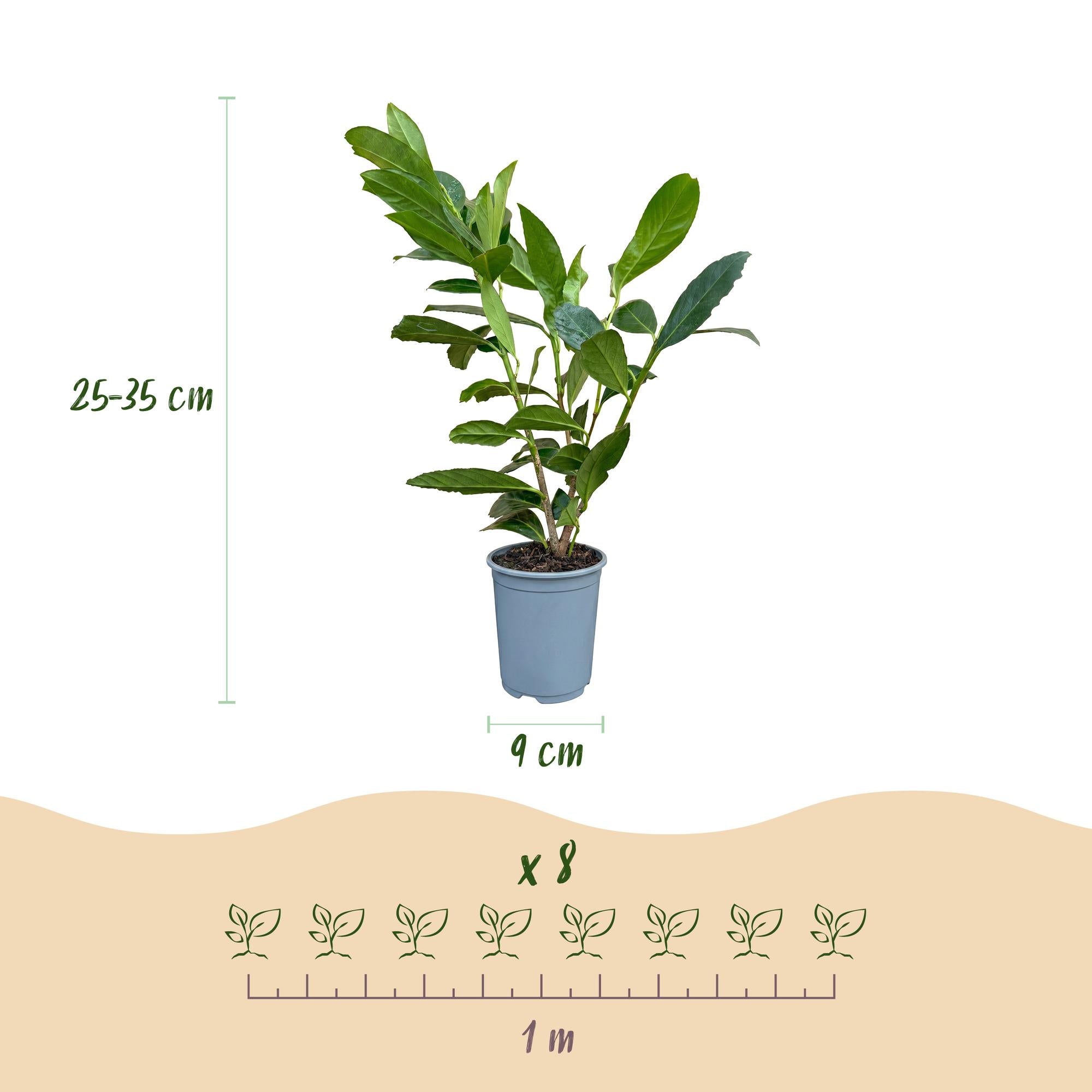 40x Prunus laur. Caucasica - Laurierkers - Haagplanten - Groenblijvend - Groen - Pot 9cm - Hoogte 25-35cm