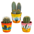 Cactus mix 8.5 cm - 3x - in Mexicaanse pot