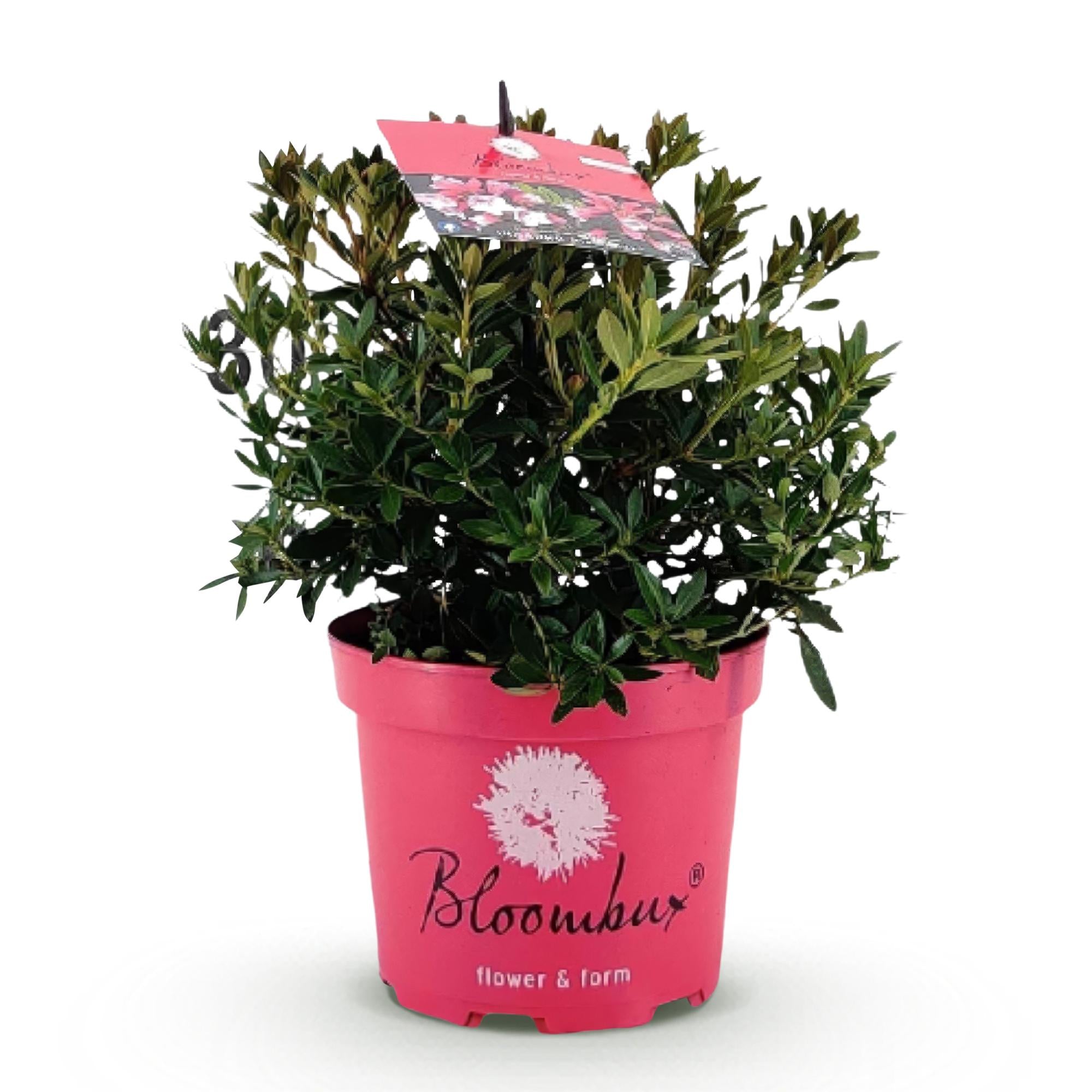 Dwerg Rhododendron - Rhododendron Bloombux Magenta - Bloeiende Buxus - Weinig Onderhoud - Roze Bloem - 1 Plant - Pot 17cm - Hoogte 30-40cm