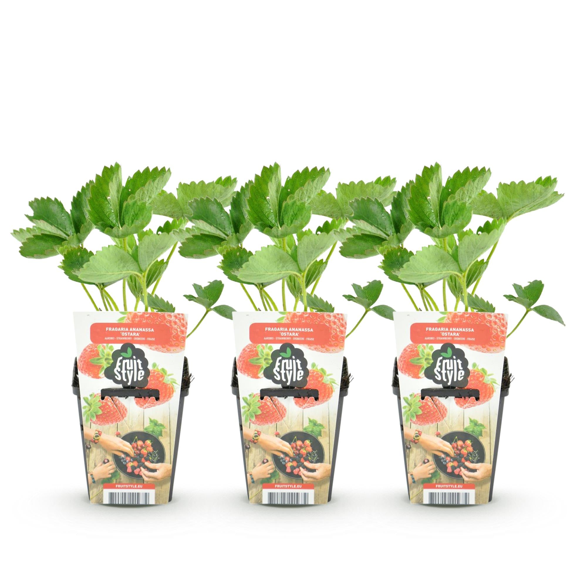 Fruitplanten - Aardbei - Fragaria Maxim - Winterhard - 3 Planten - Pot 9 cm - Rode Aardbei