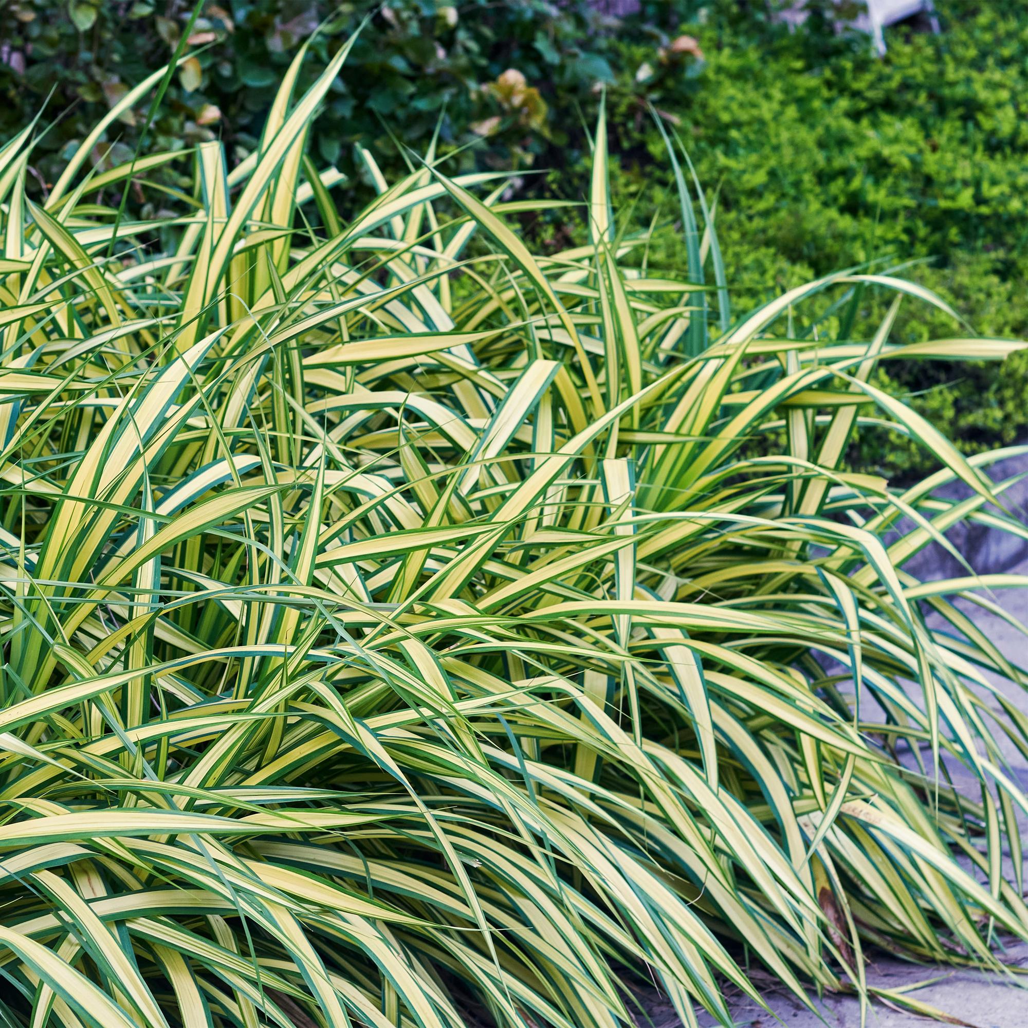Siergrassen - Carex oshimensis Evergold - Geel & Groen - 2 Planten - Bladhoudend - Weinig Onderhoud - Pot 17cm Hoogte 50cm