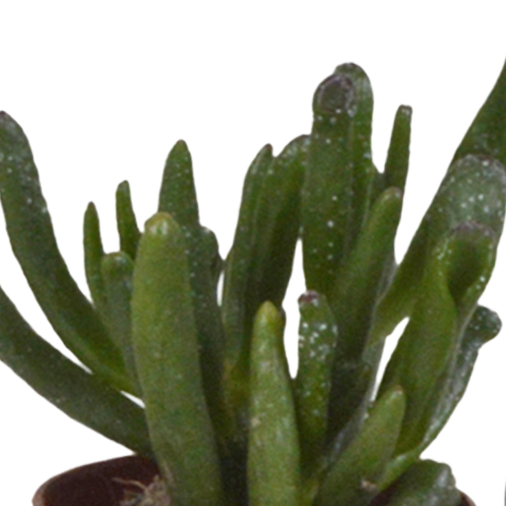 Vetplanten mix 5.5 cm - 5x - in witte pot
