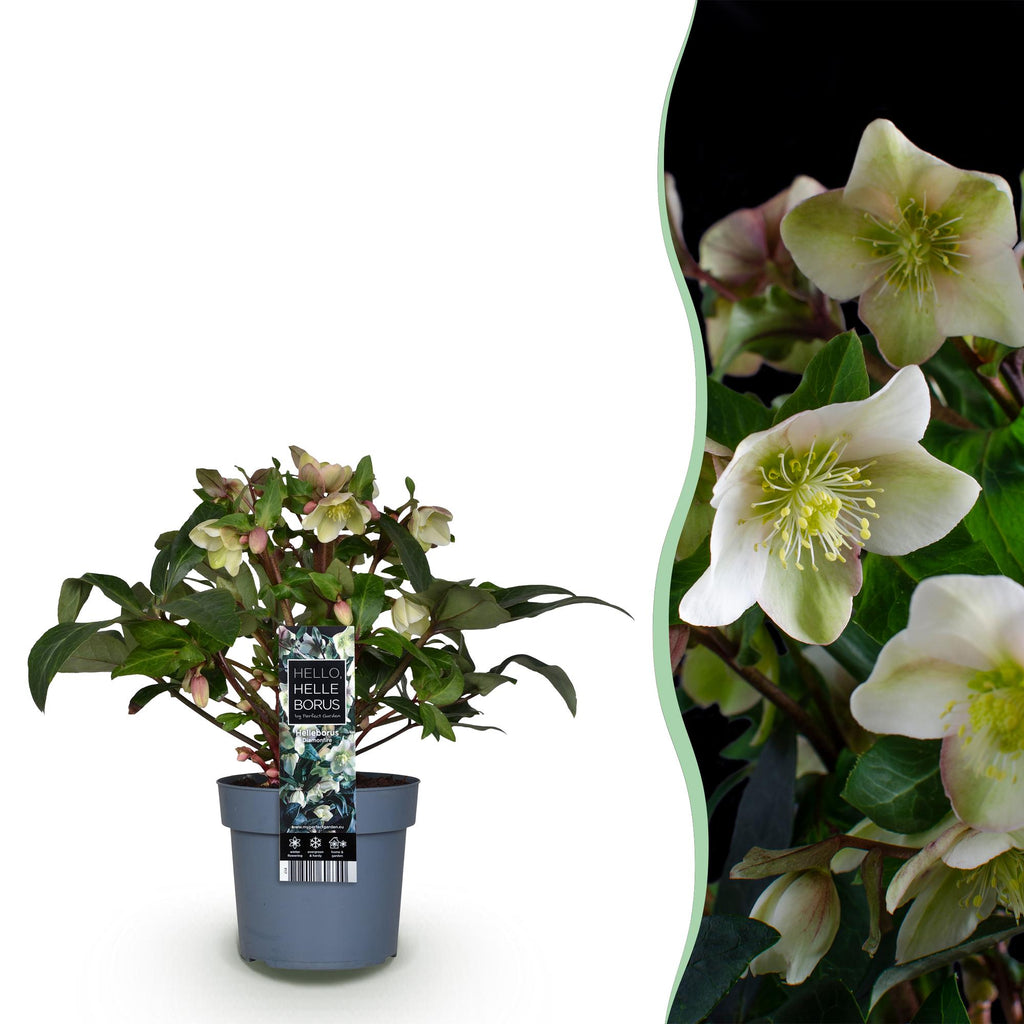 Tuinplant - Lenten Rose - Helleborus Diamfire - Groene Bloem - Groenblijvend - Pot 19cm Hoogte 40cm