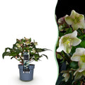 Tuinplant - Lenten Rose - Helleborus Diamfire - Groene Bloem - Groenblijvend - Pot 19cm Hoogte 40cm