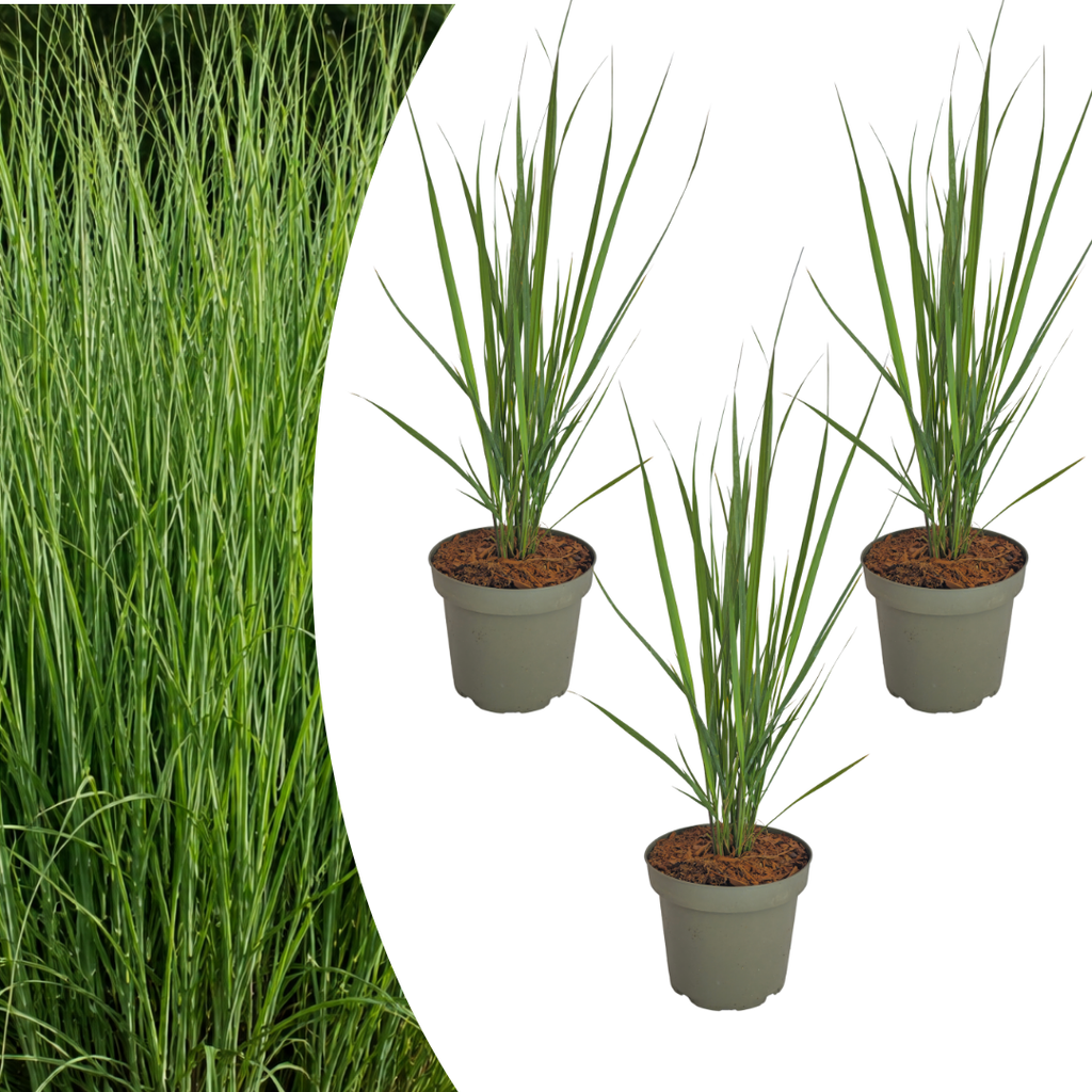 3x Panicum virgatum ‘Northwind’ – Sterk opgaand siergras met strakke groeivorm | Potmaat 12 cm