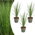 3x Panicum virgatum ‘Northwind’ – Sterk opgaand siergras met strakke groeivorm | Potmaat 12 cm