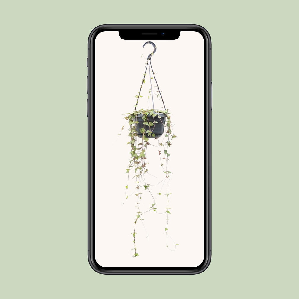 Ceropegia Linearis Remy - Ø14cm - ↕38cm