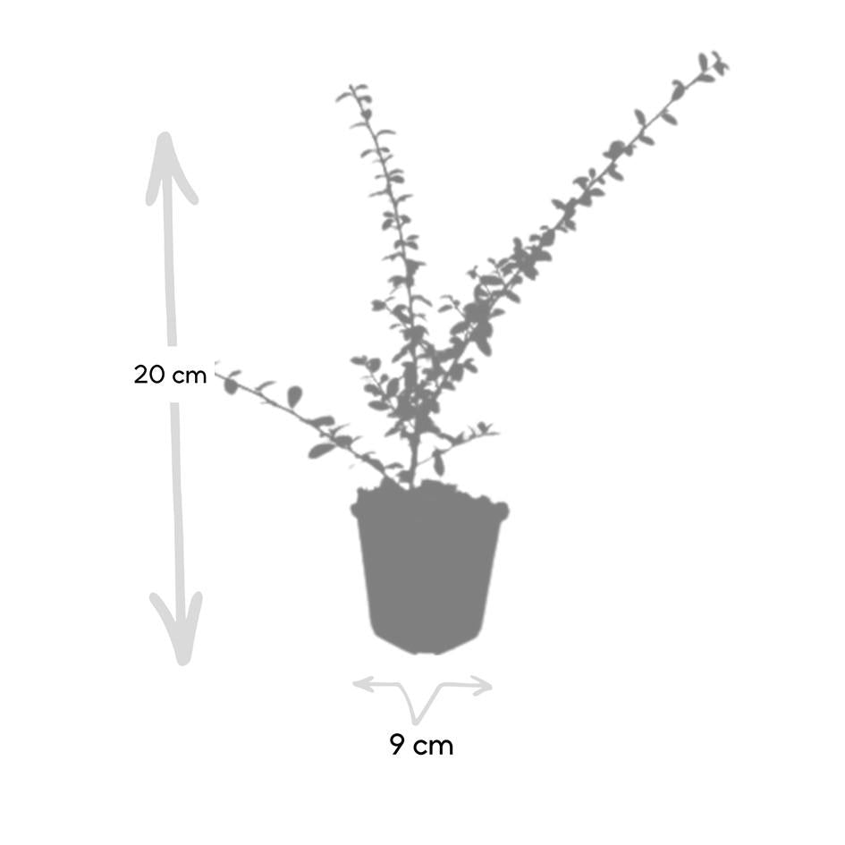 48x Cotoneaster suec. 'Coral Beauty' - ↕10-25cm - Ø9cm