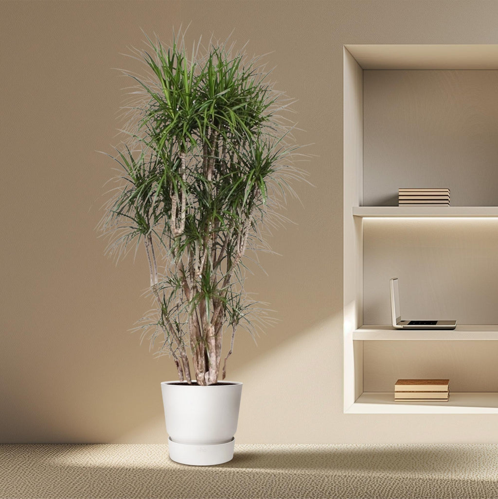 Dracaena Marginata vertakt - 220 cm - ø40