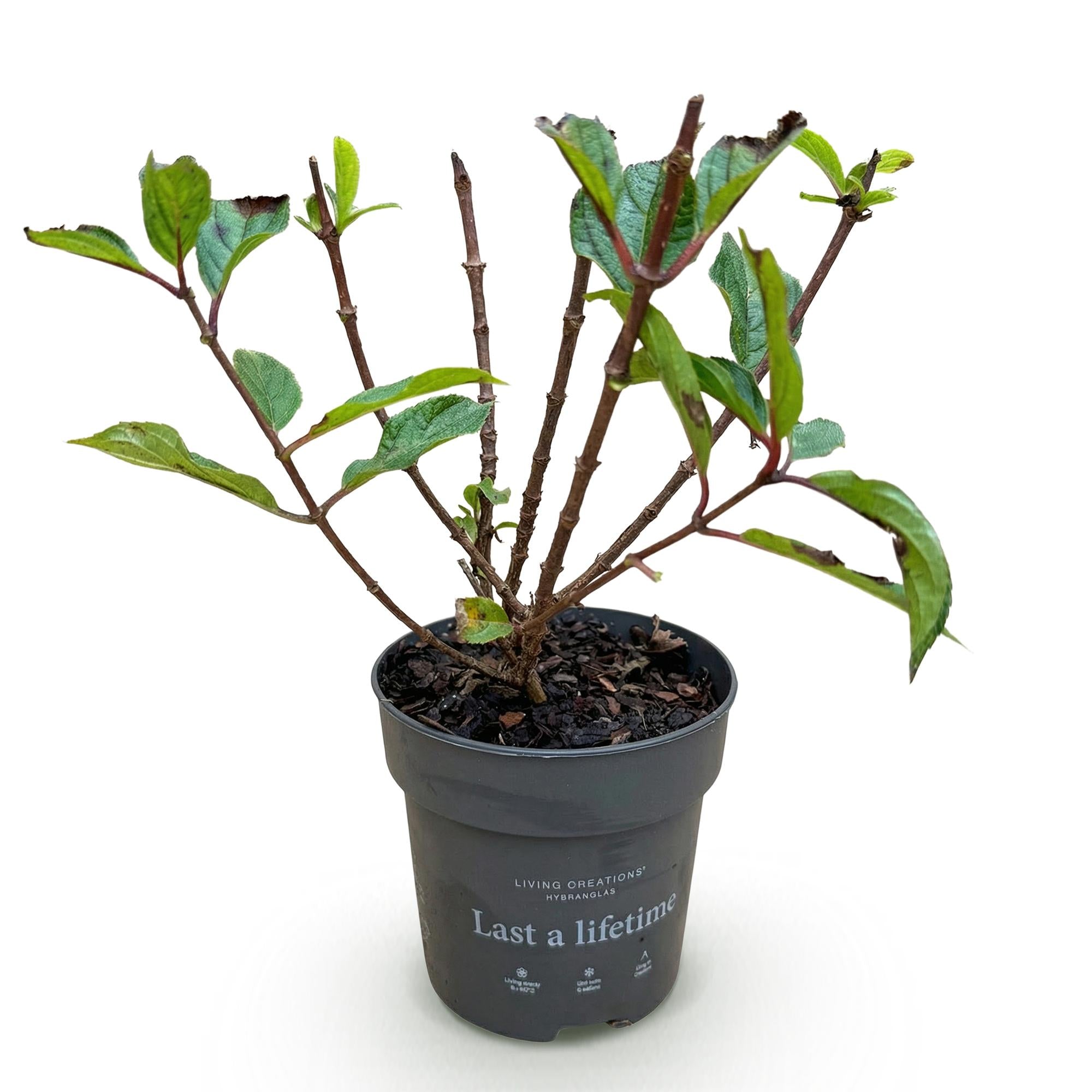 Tuinplant - Hydrangea panniculata Living Little Rosy - Pluimhortensia - Winterhard - Roze - 1 Plant - Pot 12cm - Hoogte Hoogte 20-30cm