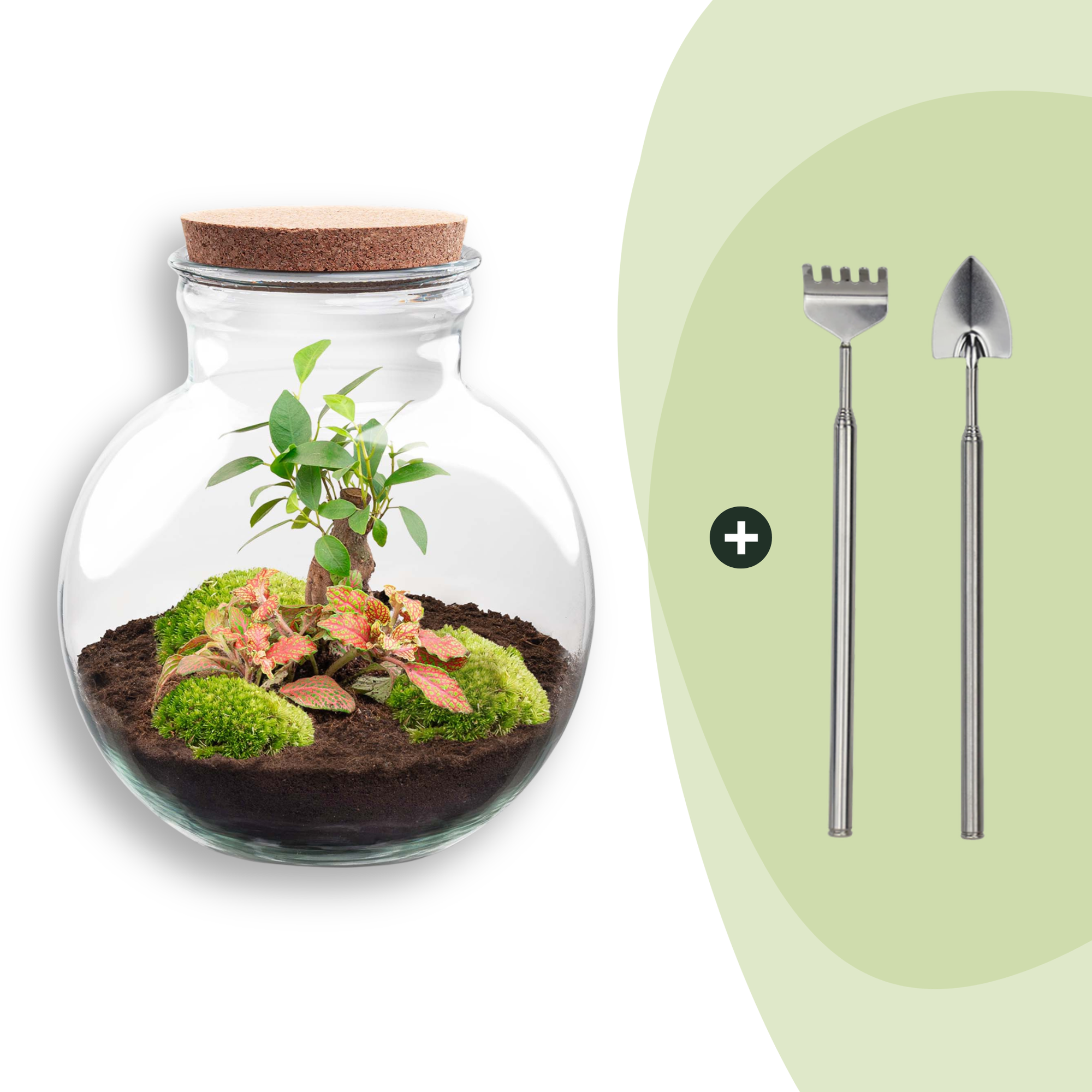 DIY Planten terrarium (met licht) - Teddy Bonsai - Ø 25 cm ↑ 26,5 cm - Rake + Shovel