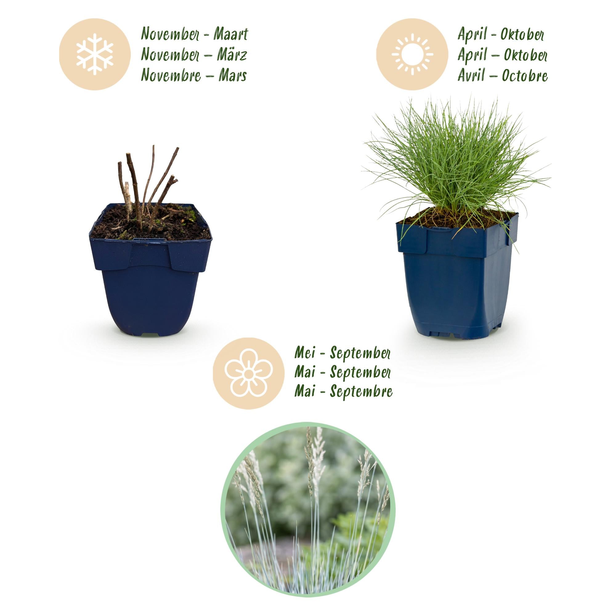 Vasteplant - Festuca glauca - Blauwgras - Groenblijvend - Blauw - 1 Plant - Pot 11cm - Hoogte 15-25cm