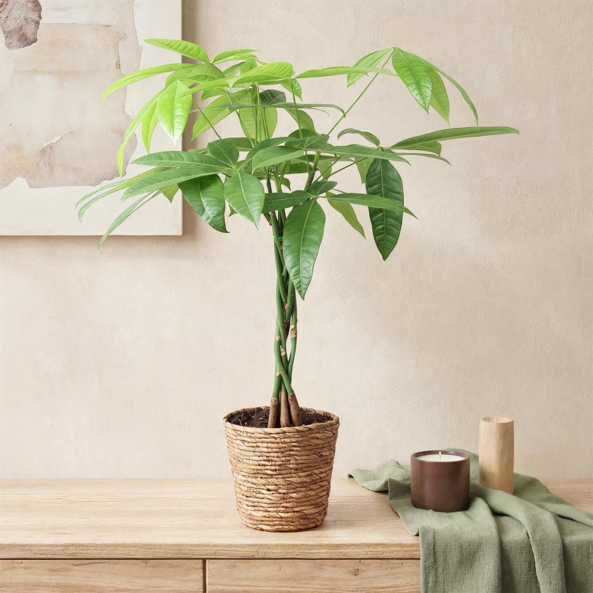 Green is... Kamerplanten - Pachira Aquatica gevlochten stam - Geldboom - Weinig onderhoud - Groen - 1 Plant - Pot 17cm - Hoogte 60-70cm