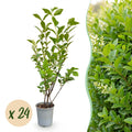 24x Ligustrum ovalifolium - Gewone Liguster - Haagplanten - Groenblijvend - Groen - Pot 9cm - Hoogte 35-45cm