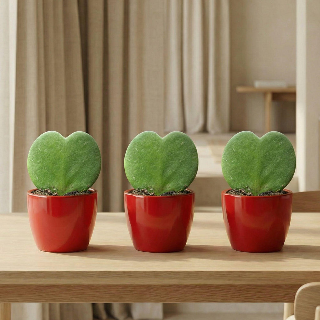 Sweetheart Plant Set - Groene Mini Gift - Pot & Plant Set - Rood