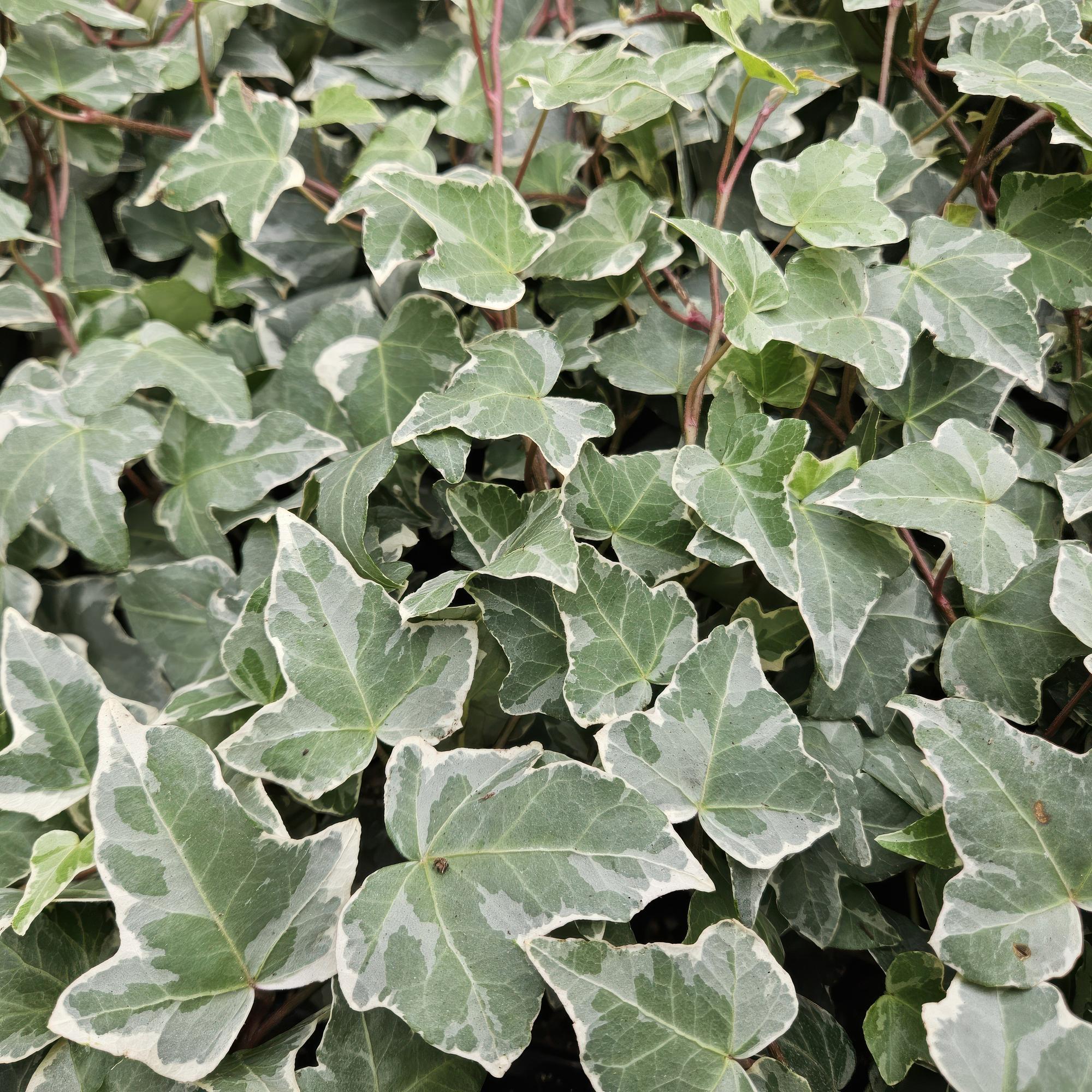 48x Hedera helix 'Glacier' - ↕10-25cm - Ø9cm