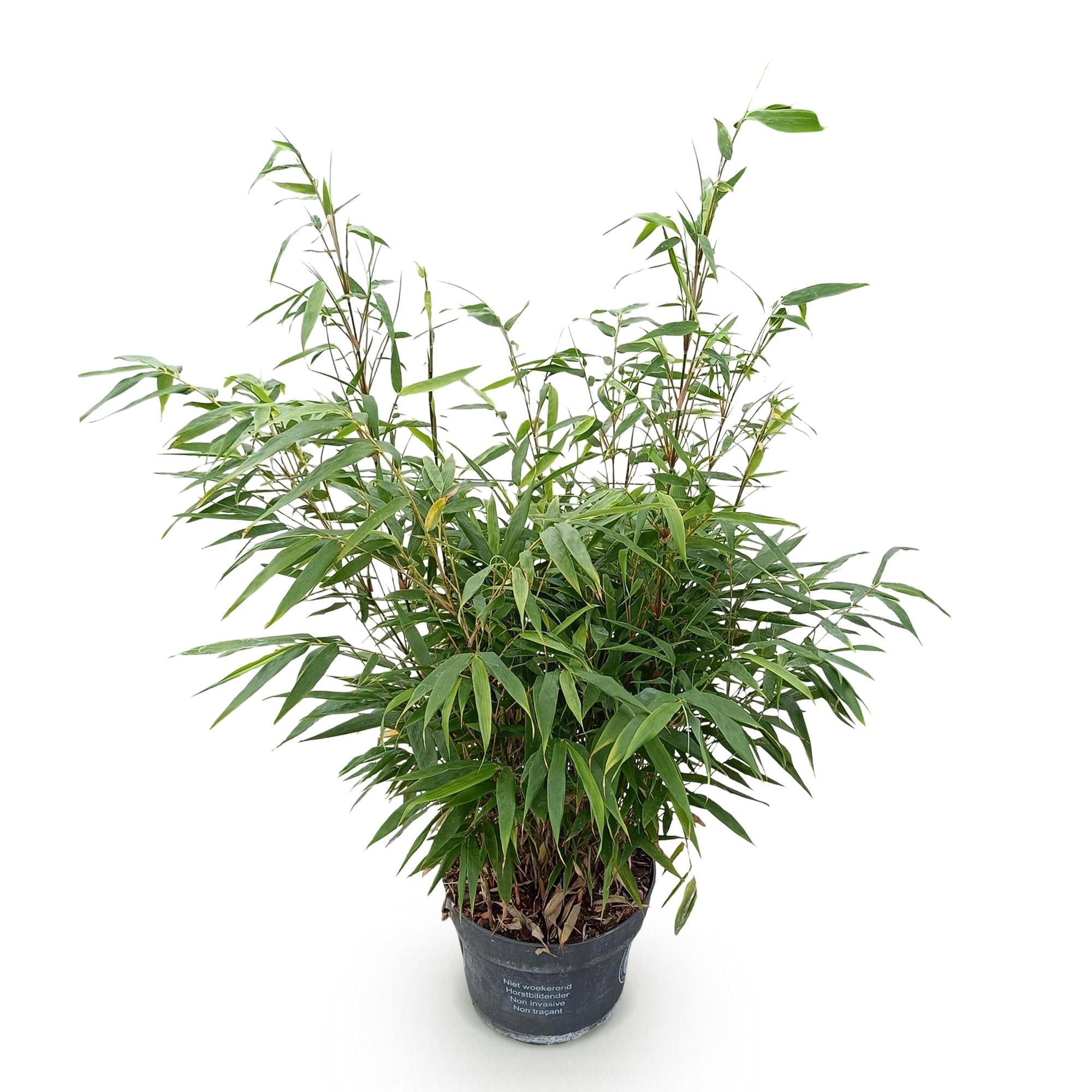 Grassen - Fargesia robusta Pingwu - Niet Woekerende Bamboe - Bladhoudend - Groen - 1 Plant - Pot 23 cm - Hoogte 80 cm