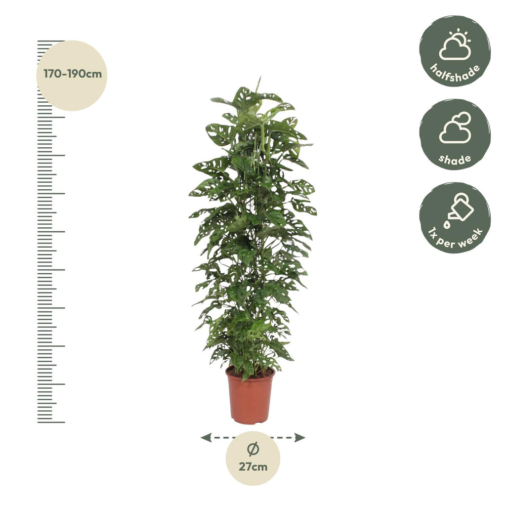 Monstera Monkey Leaf gaasrek - 180 cm - ø27