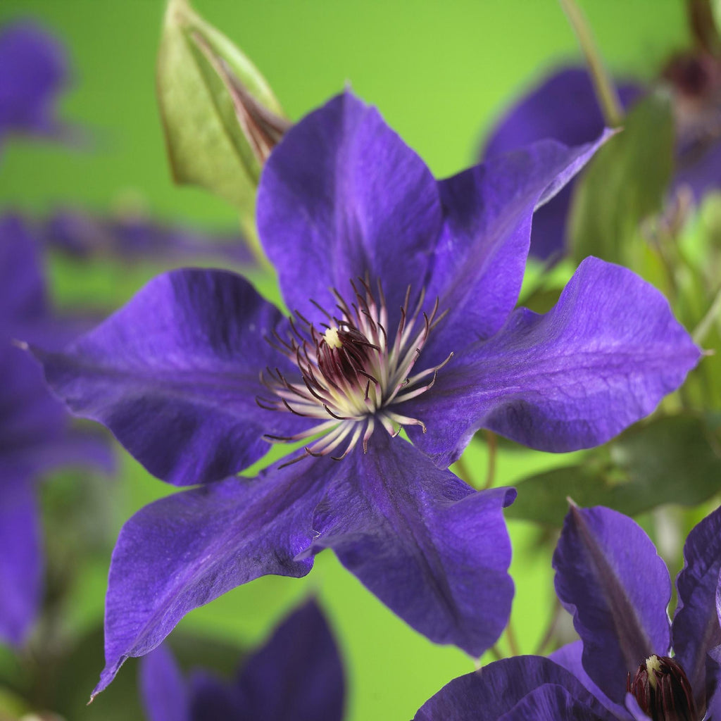 Klimplant - Clematis The President - Bloem Roze - Weinig onderhoud -2 planten -  Pot 11cm Hoogte 40cm