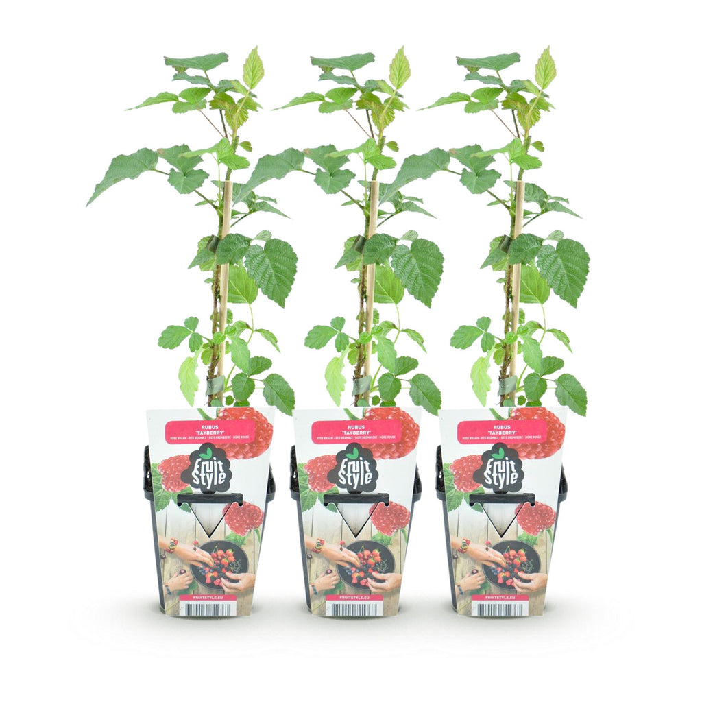 Fruitplanten - Taybes - Rubus Tayberry - Winterhard - 3 Planten - Pot 9 cm - Rode Bes