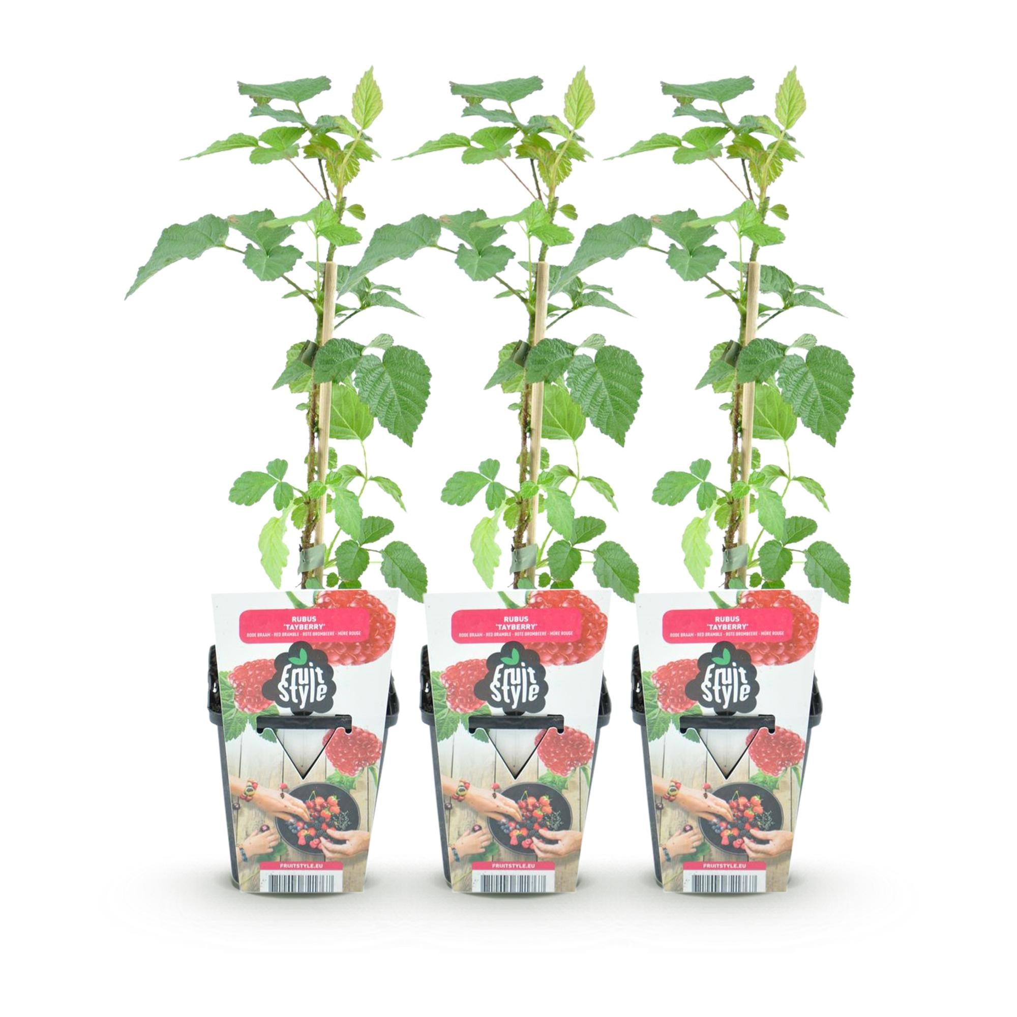 Fruitplanten - Taybes - Rubus Tayberry - Winterhard - 3 Planten - Pot 9 cm - Rode Bes
