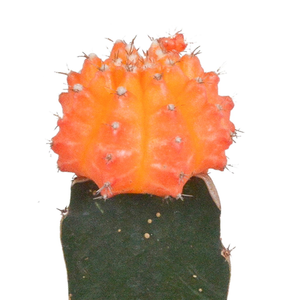 Euphorbia meloformis variegata - Gymnocalycium mix - 5,5cm - 3x