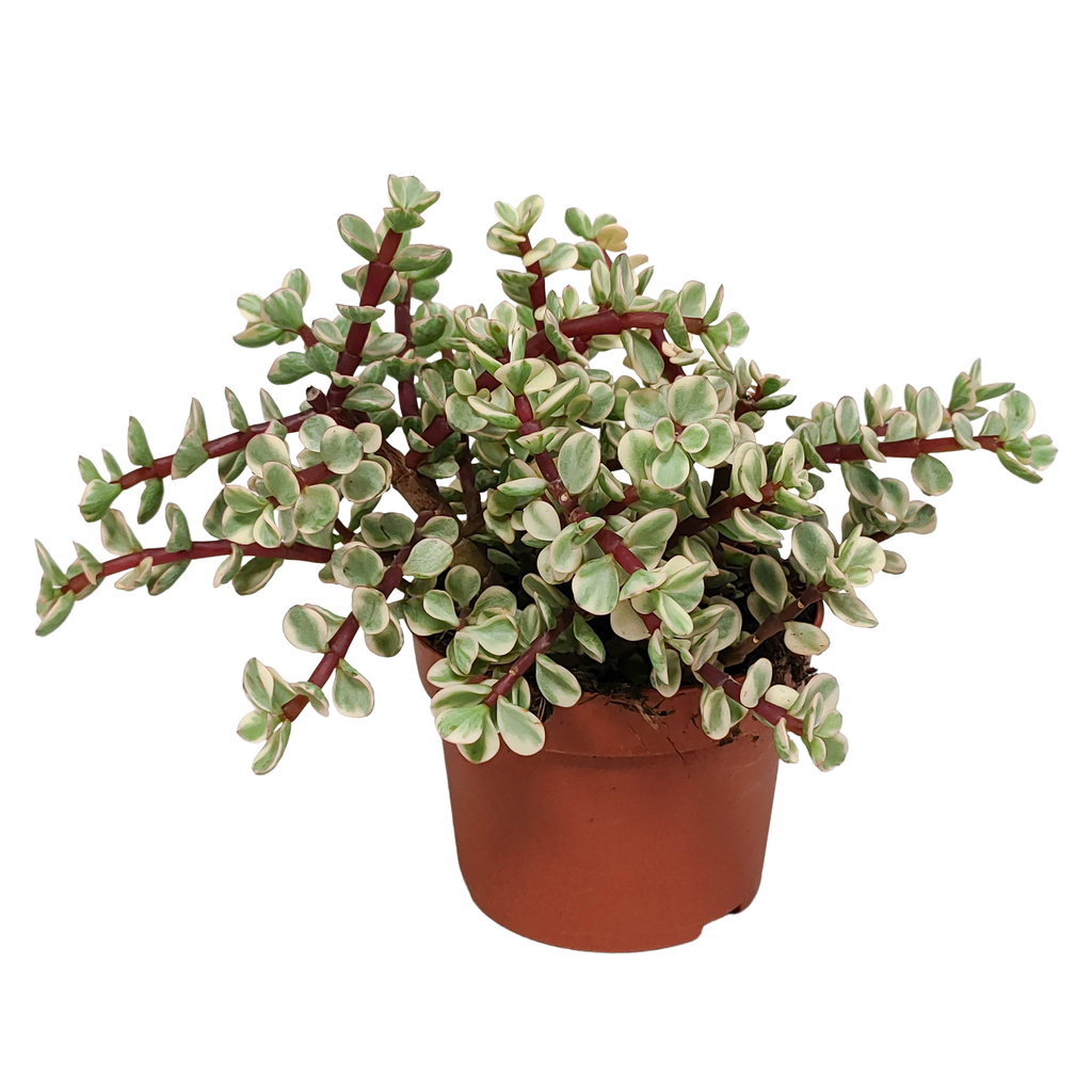 Portulacaria afra Variegata 10,5cm - zonder pot